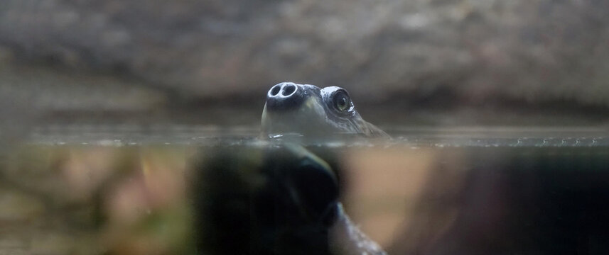River turtle/ Taricaya