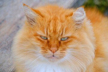 Beautiful muzzle red, fluffy cat with expressive eyes.