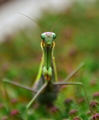 Mantodea insekt