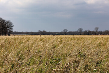 A field of cover crops on a farm in the autumn after the first freeze with dark, stormy clouds.