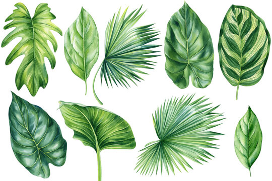Palm leaf. Tropical set leaves. Hand painted floral elements isolated background. Watercolor Illustration for design