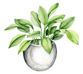 Flower potted, watercolor painting. Flower in pot isolated on white. Perfectly for stickers, poster design.