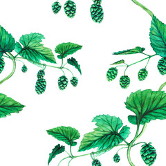 Fresh green hop. Watercolor hand drawn illustration for Octoberfest. Sketch on on a transparent background for ornament or any design