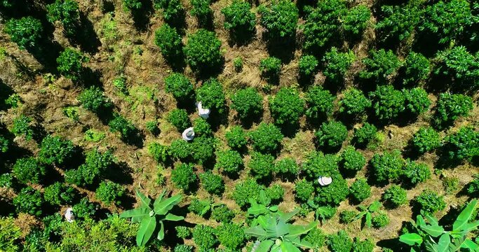 Overhead view of coffee farmers harvesting in a Colombian coffee farm.