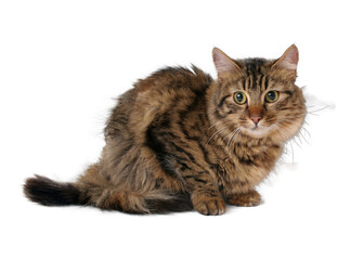 Scarred long hair cat isolated, PNG file