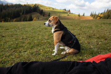 a cute beagle dog sits on a field in the mountains