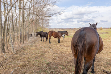 A herd of broodmares along a fence with the hind end of one mare toward the camera in the autumn.