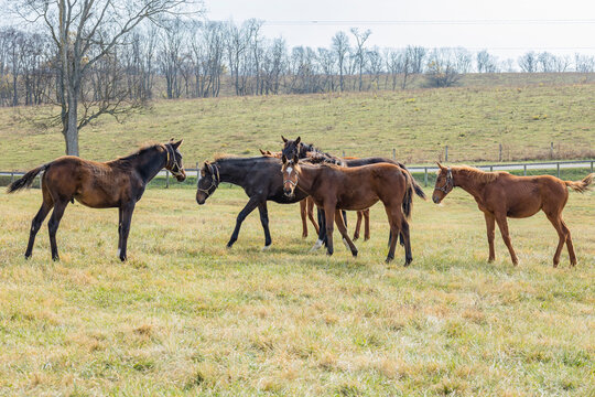 A herd of weanling Thoroughbreds in a pasture on an autumn day.