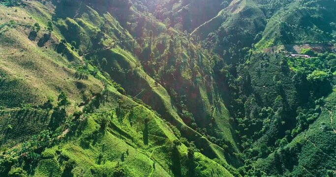 Aerial shot of a coffee farm set on steep slope.