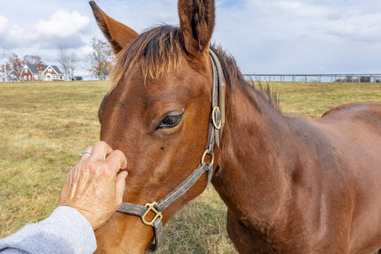 The hand of a person scratching the head of a Thoroughbred weanling filly in a pasture.