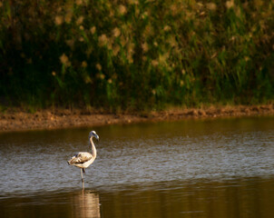 FLAMENCOS EN FAMILIA EN SU HABITAT NATURAL