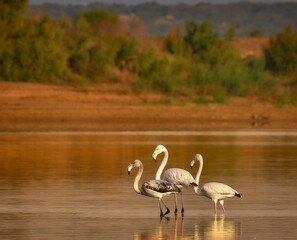 FLAMENCOS EN FAMILIA EN SU HABITAT NATURAL