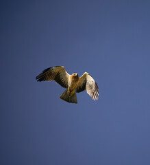 AGUILA LAGUERA EN SU HABITAT NATURAL