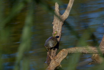 GALAPAGO TORTUGA EN SU HABITAT NATURAL
