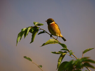 TARABITA EUROPEA EN SU HABITAT NATURAL