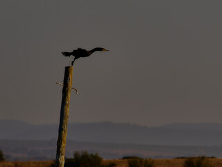 CORMORAN EN SU HABITAT NATURAL