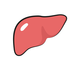 Wątroba ilustracja liver illustration
