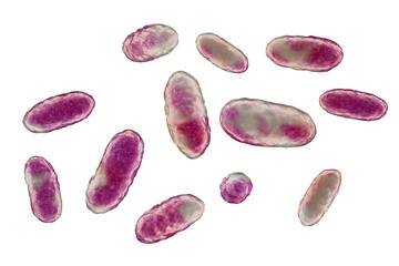Obraz na płótnie Canvas Bacteria Aggregatibacter, illustration