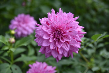 Dahlia mauve au jardin