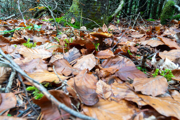 Wild mushroom  Ordesa Valley with the colors of autumn. Ordesa and Monte Perdido National Park in...