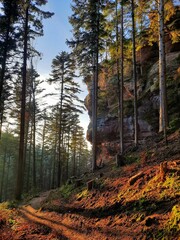 Nature landscape of narrow path near huge cliff surrounded by tall pine trees in forest on sunny day