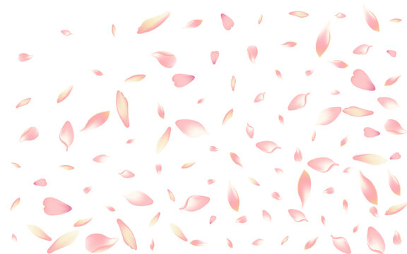 Pink Lotus Petal Vector White Background. Color