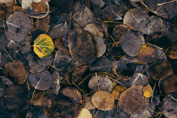 Overhead view of dry leaves on field during autumn