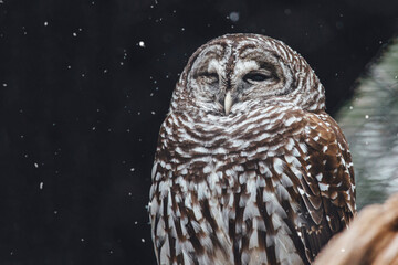 Close-up of owl during snow fall