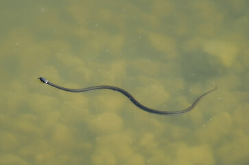 Junge, sich schlängelnde Ringelnatter (Natrix natrix) in einem trüben See schwimmend