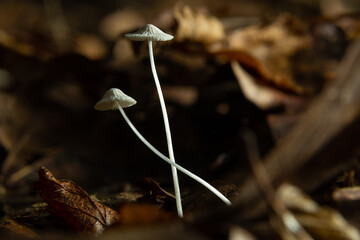 Mushroom White Milking Bonnet Mycena galopus var. candida on a blurred background