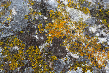 Close up of Xanthoria parietina. Yellow lichen on the bark of a tree. common orange lichen, yellow scale, maritime sunburst lichen and shore lichen