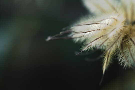Close-up of flower