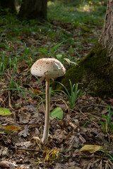 Beautiful parasol mushroom Macrolepiota procera in the forest with sun rays on the background