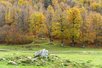 Gorgeous autumn beech forest in Gamueta forest, Aragonese pyrenees, Huesca province, Spain