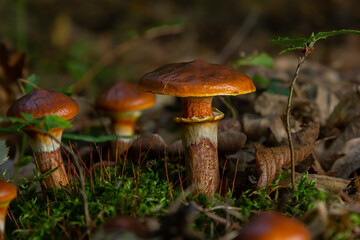 Mushroom season. Autumn in the park. Slippery Jack edible cattails Suillus luteus