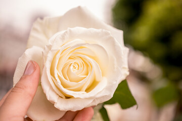 Colorful rose flower in hand in flower garden as floral concept