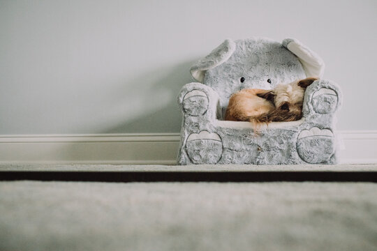 Tiny dog in tiny chair