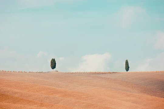 Cypress trees on the field in Tuscany