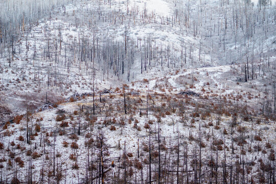 Burned trees on Oregon Mountain in Winter Covered With Snow
