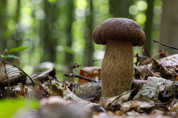 Boletus edulis or cep, edible wild mushroom in a forest