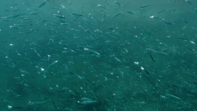 Large and dense school of tiny silver fish moving very fast.