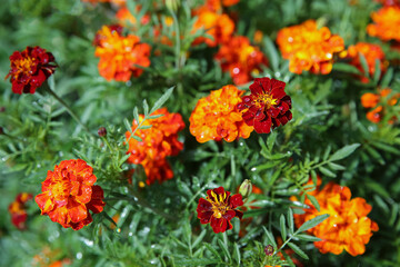 blurred floral background, wet marigold flowers ( Tagetes erecta) in the meadow after the rain