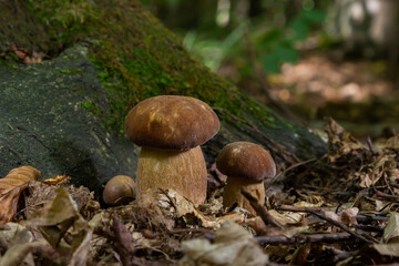 Boletus edulis or cep, edible wild mushroom in a forest