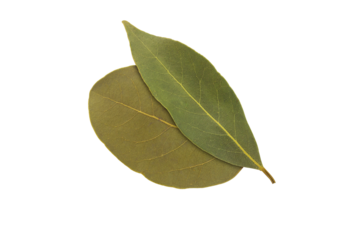 bay leaf isolated