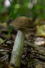 Edible mushroom Leccinum pseudoscabrum in deciduous forest. Known as Hazel Bolete. Wild mushroom growing in the leaves