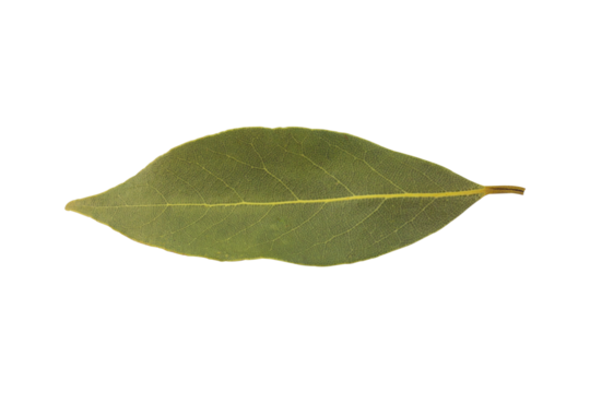 bay leaf isolated