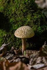 Xerocomellus chrysenteron, known as Boletus chrysenteron or Xerocomus chrysenteron - edible mushroom. Fungus in the natural environment
