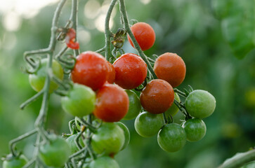Cherry tomato plant with red and green tomatitos on the plant with out of focus background. Copy space.