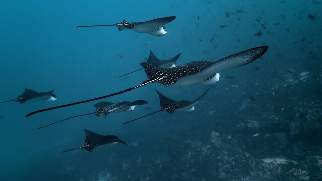 Beautiful group of black Eagle ray fish with white spots in Galapagos.
