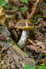 Leccinellum pseudoscabrum mushrooms in the summer. Mushrooms growing in the forest